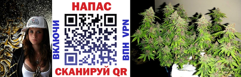 где можно купить Болгар Каннабис планчик